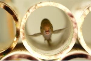 This fish recognizes its own electrical signals, even during hormonal “voice” changes
